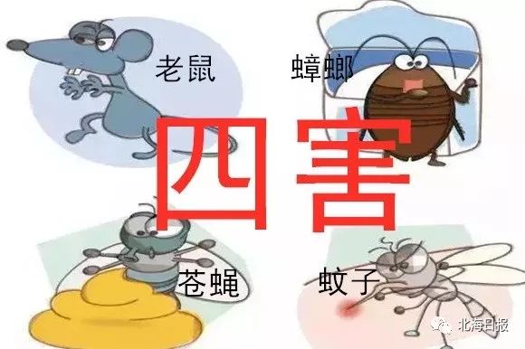 专业消杀团队：南京消杀公司消除一切害虫烦恼